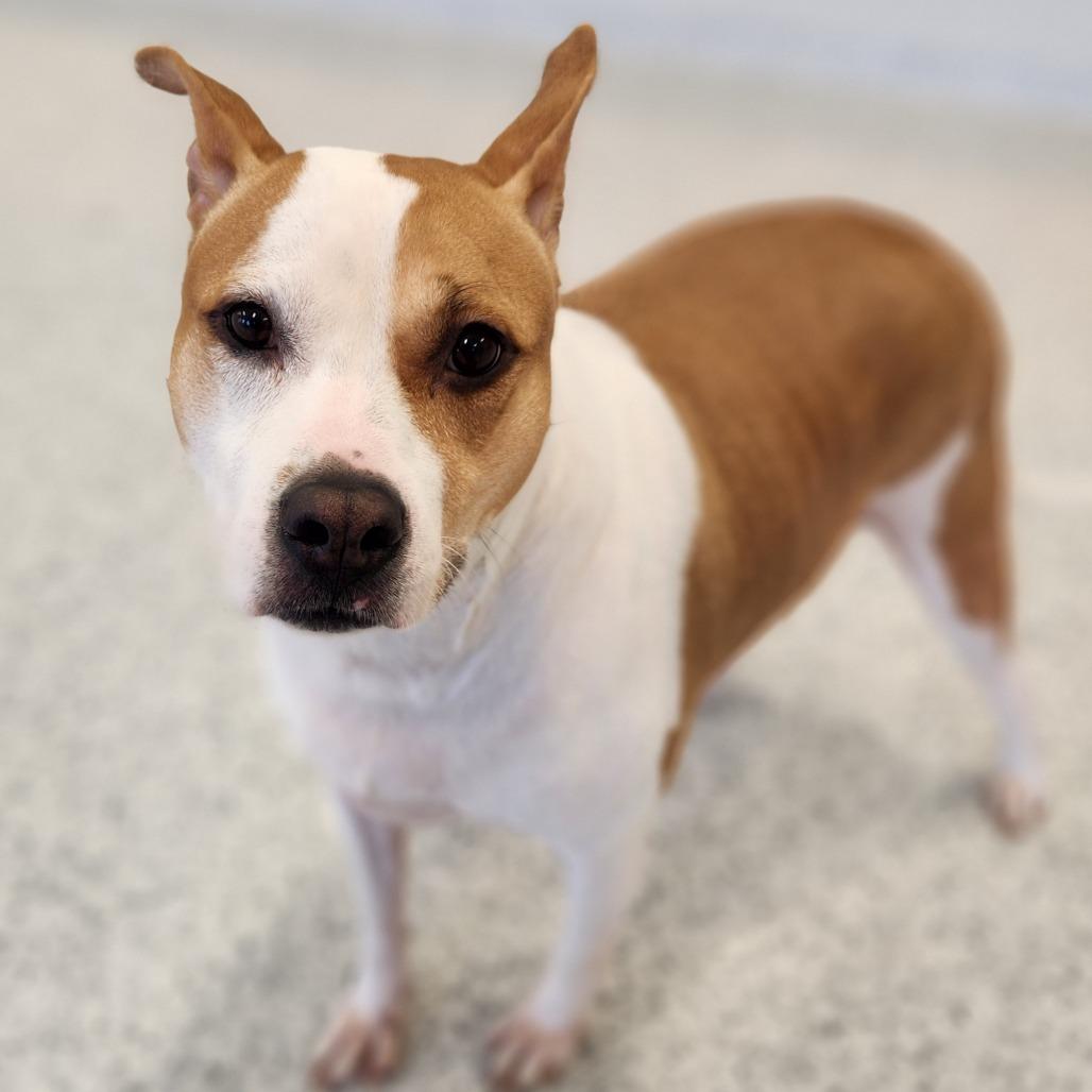 Enlarge Emory, a Adoptable mixed breed in Fort Wayne, IN image 2/6