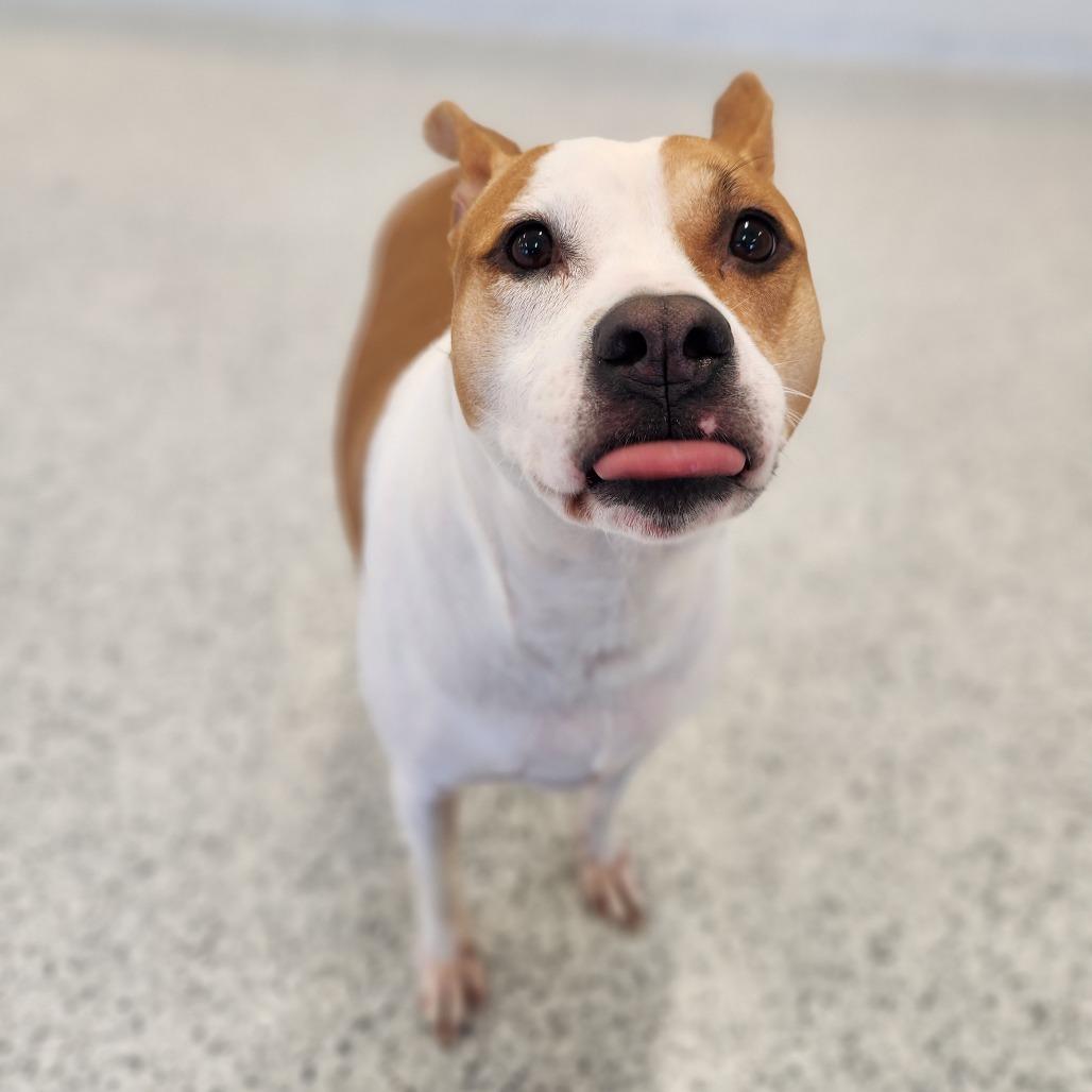 Enlarge Emory, a Adoptable mixed breed in Fort Wayne, IN image 3/6