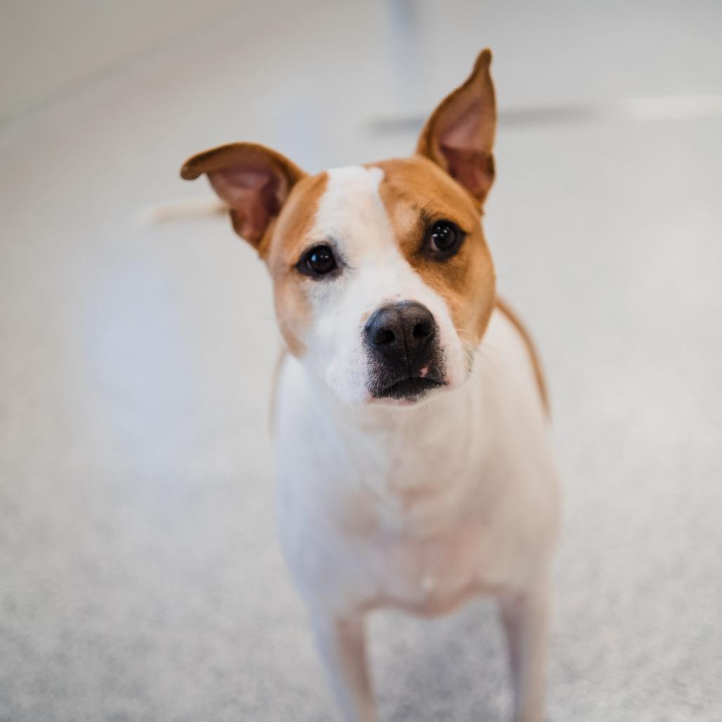 Enlarge Emory, a Adoptable mixed breed in Fort Wayne, IN image 5/6