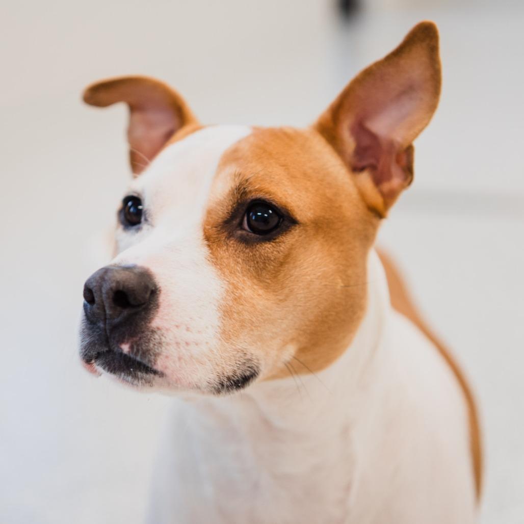 Enlarge Emory, a Adoptable mixed breed in Fort Wayne, IN image 6/6