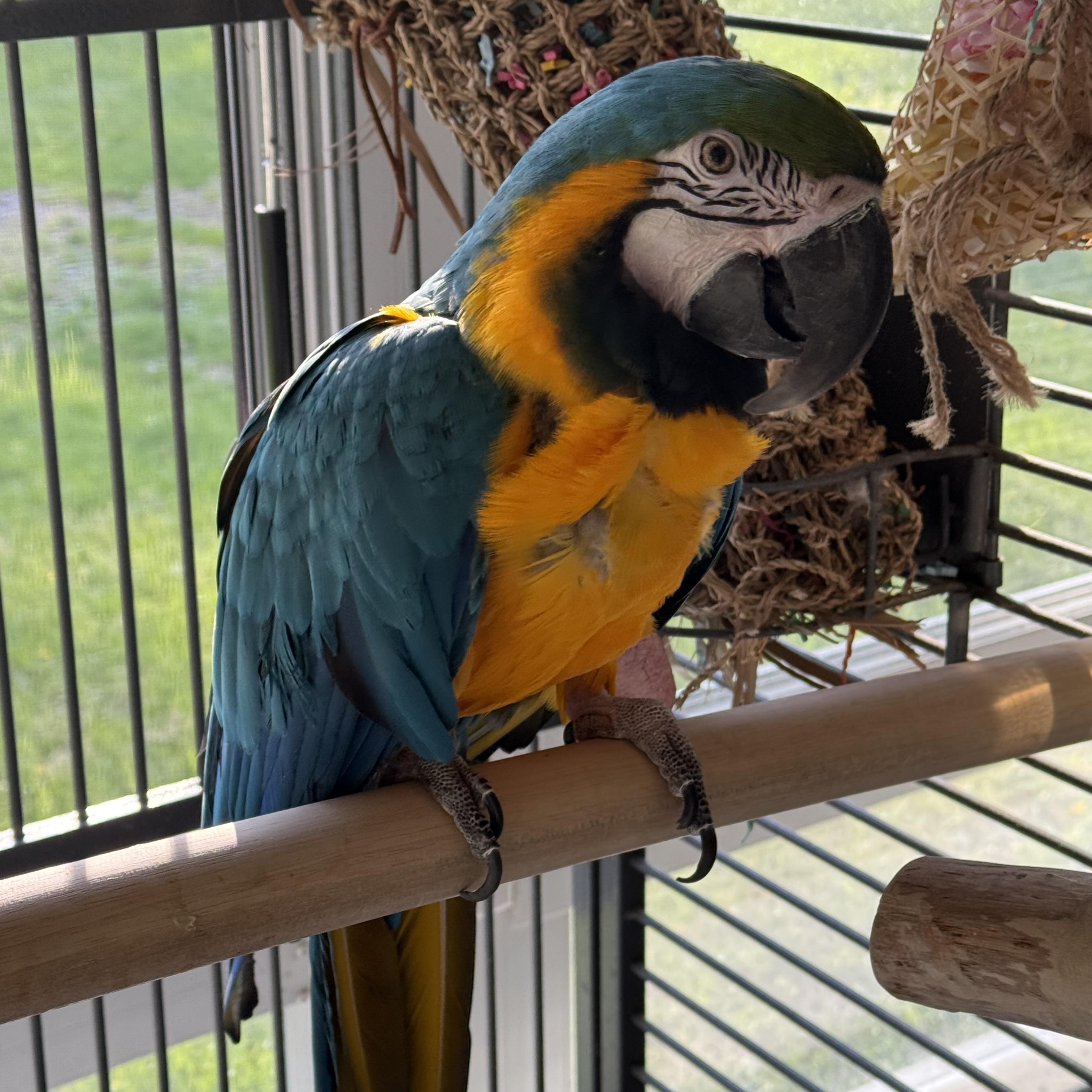 Enlarge Blu, a Adoptable Macaw in Blairstown, NJ image 1/1