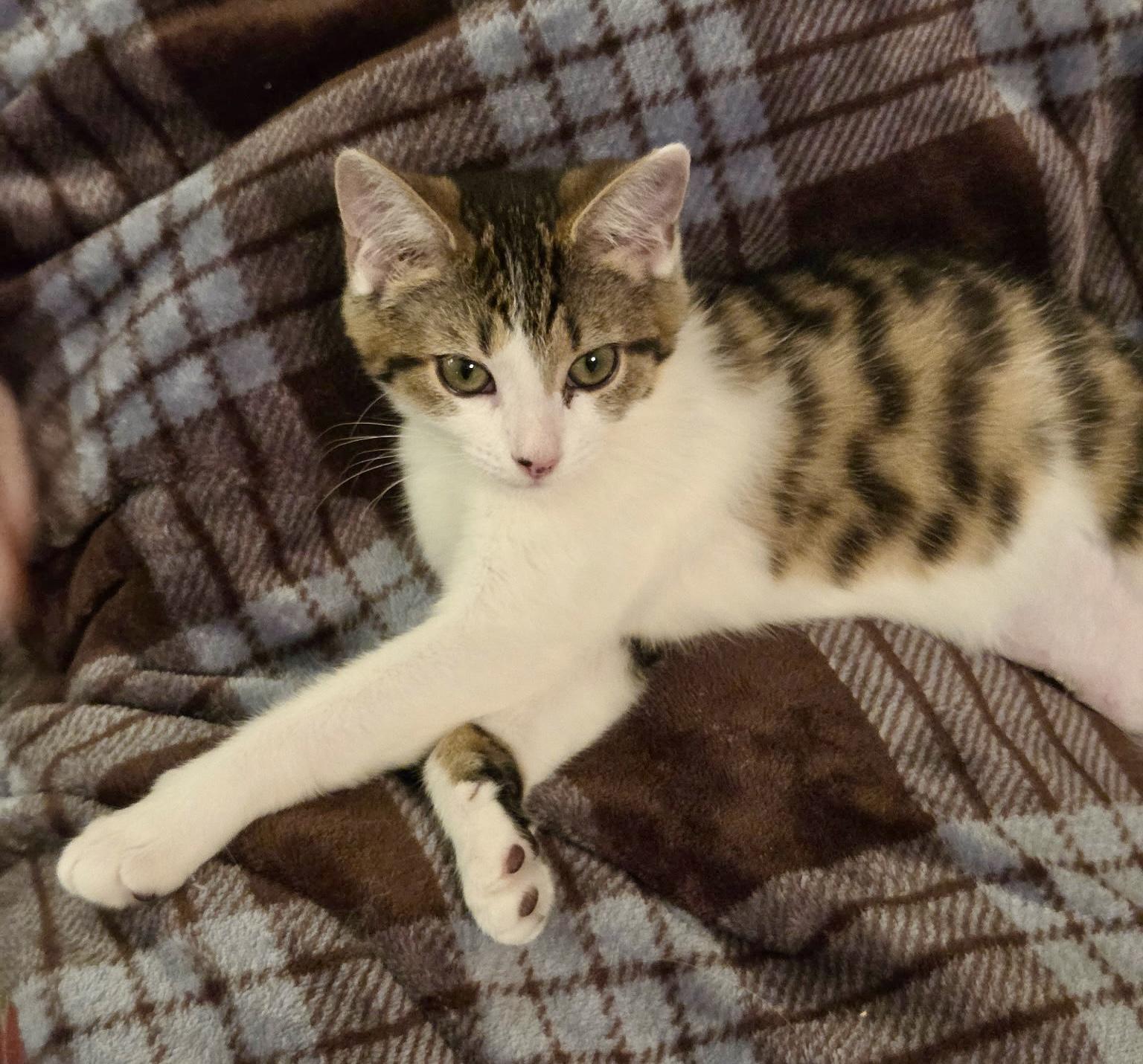Logan, Adoptable, Kitten Female Domestic Short Hair.