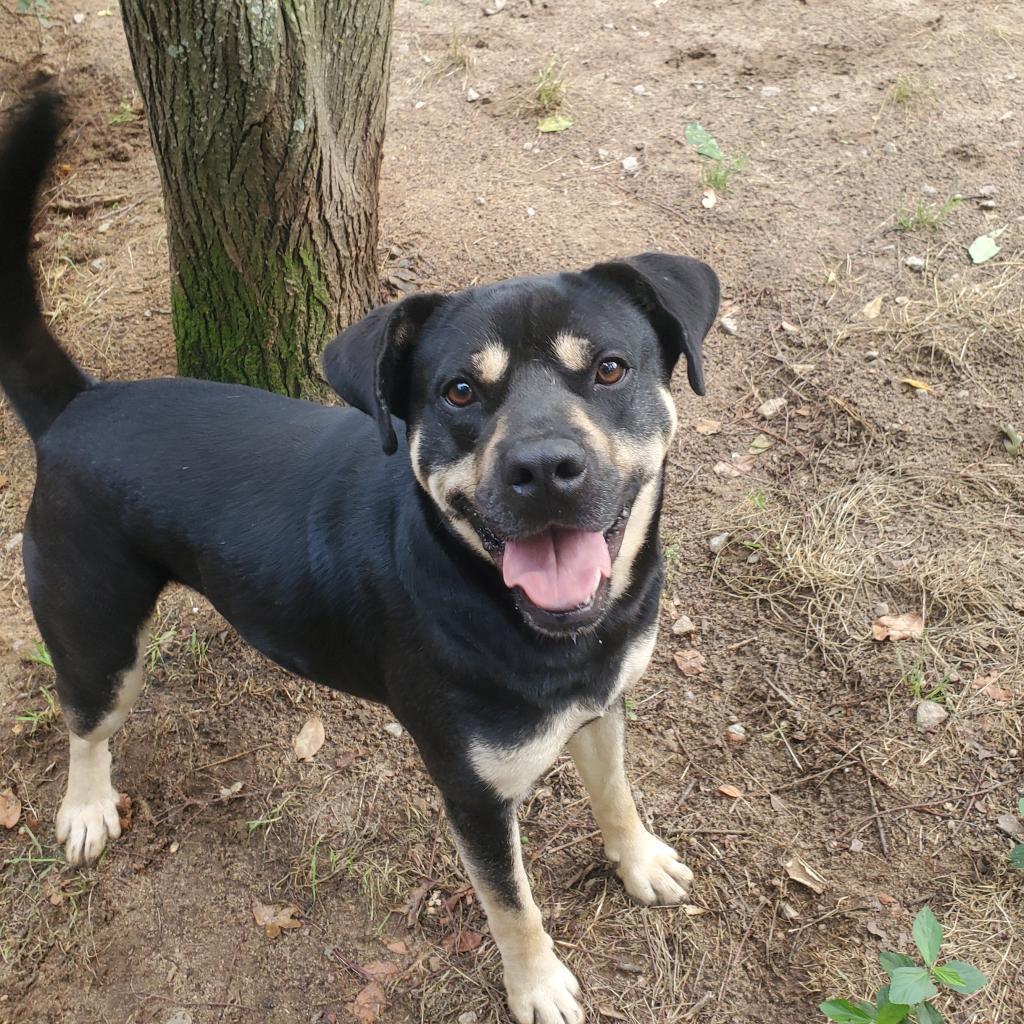 King, Adoptable, Adult Male Rottweiler & Mixed Breed.