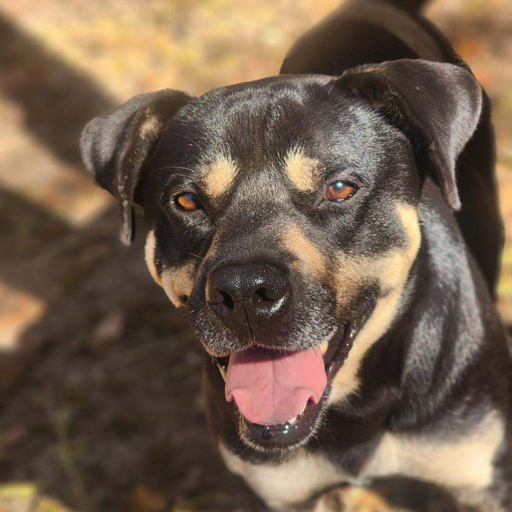 Enlarge King, a Adoptable mixed breed in Lexington, SC image 1/5