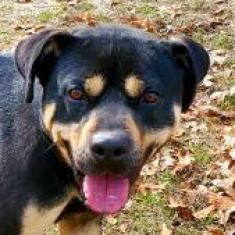 Enlarge King, a Adoptable mixed breed in Lexington, SC image 2/5