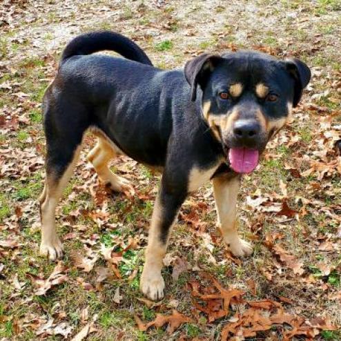 Enlarge King, a Adoptable mixed breed in Lexington, SC image 3/5