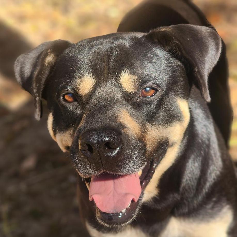 King, a Adoptable mixed breed in Lexington, SC image 4/5