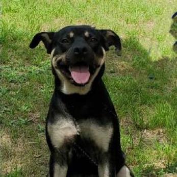 Enlarge King, a Adoptable mixed breed in Lexington, SC image 5/5