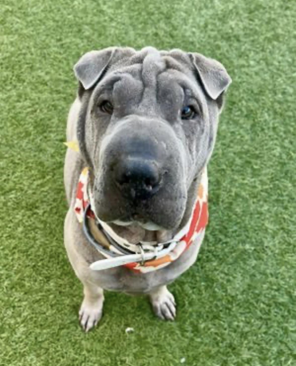 Enlarge Lina, a Adoptable Shar-Pei in Evans City, PA image 5/6
