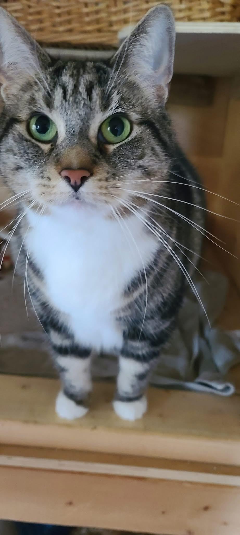 Buffy, an adoptable Domestic Short Hair in Ashton, ON, K0A 1B0 | Photo Image 2