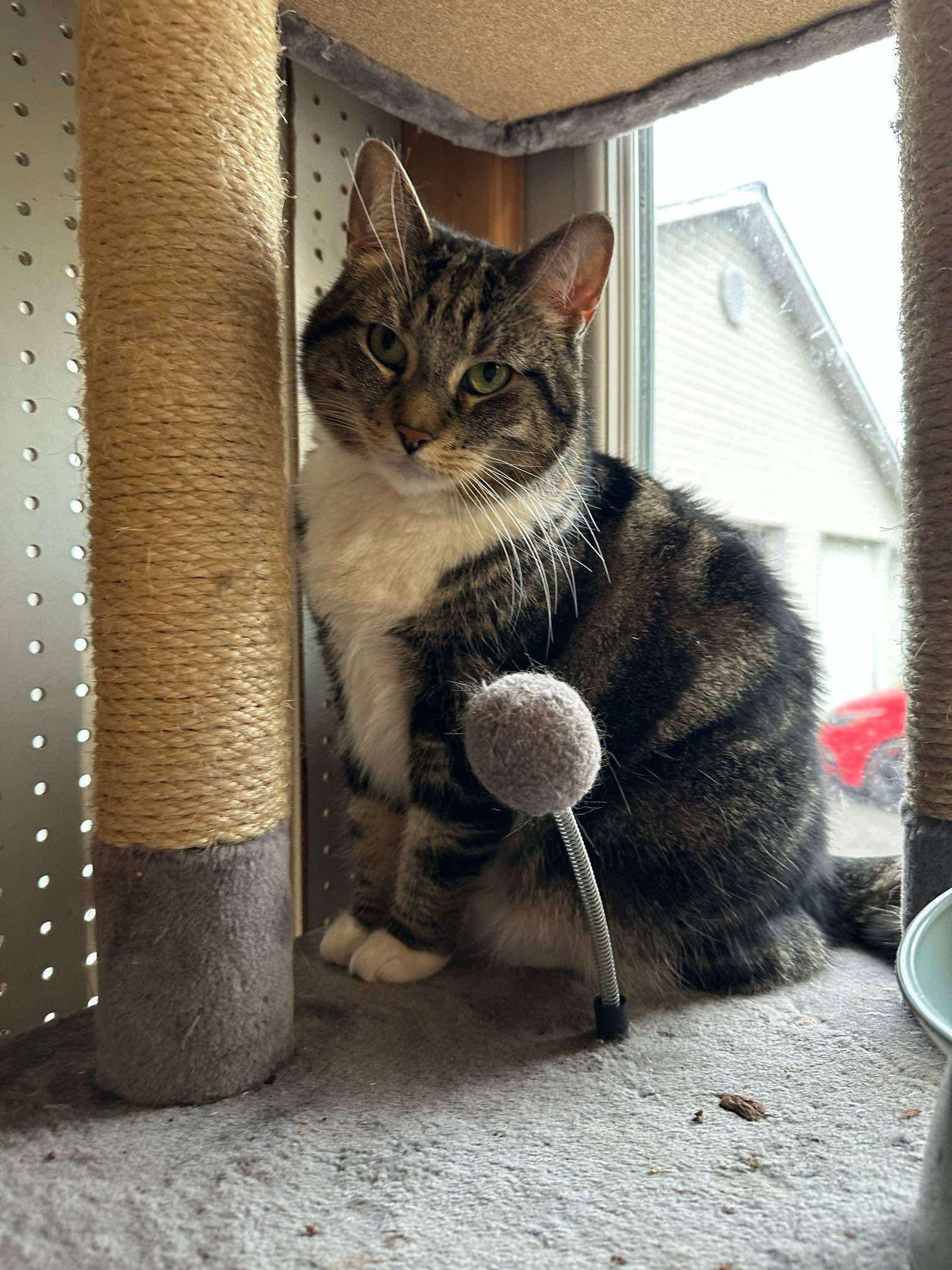 Buffy, Adult Female unknown