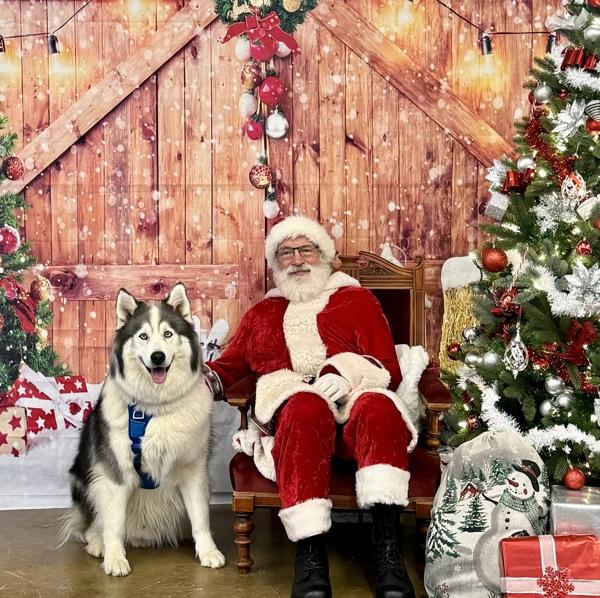 Enlarge Kuma, a Adoptable mixed breed in Comox, BC image 3/6