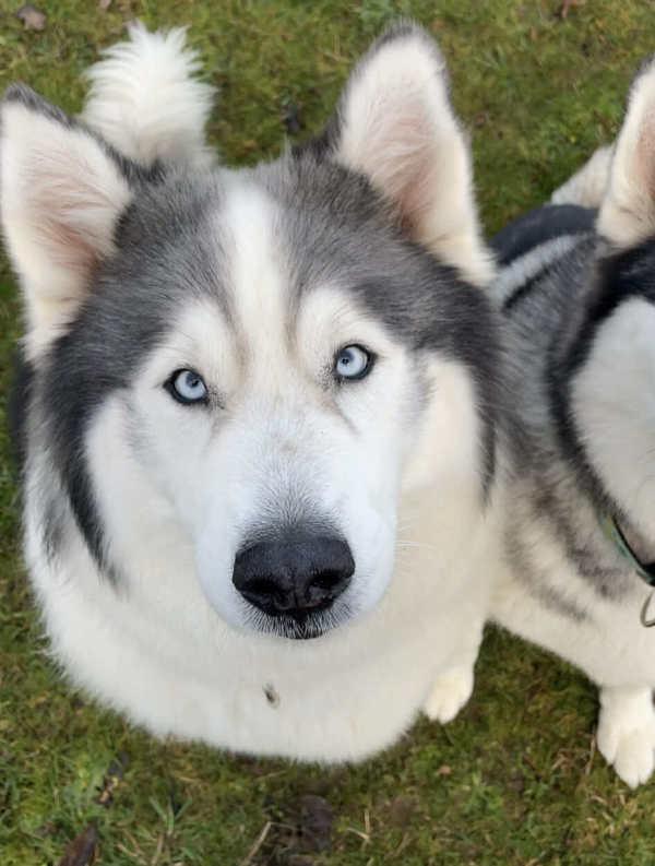 Enlarge Kuma, a Adoptable mixed breed in Comox, BC image 5/6