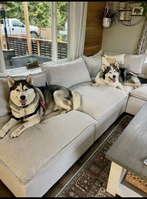 Enlarge Kuma, a Adoptable mixed breed in Comox, BC image 6/6