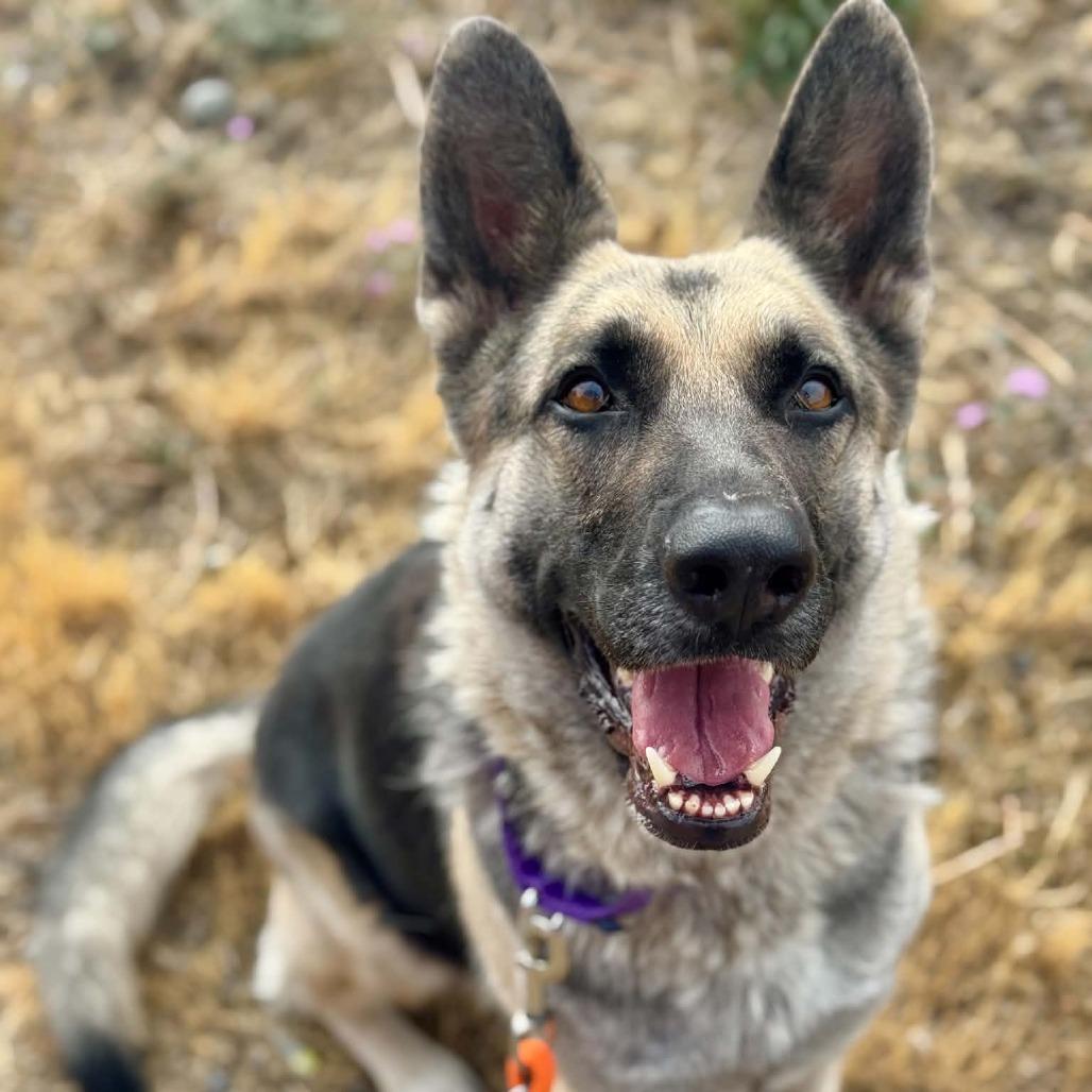 Princessa, Adoptable, Adult Female German Shepherd Dog.