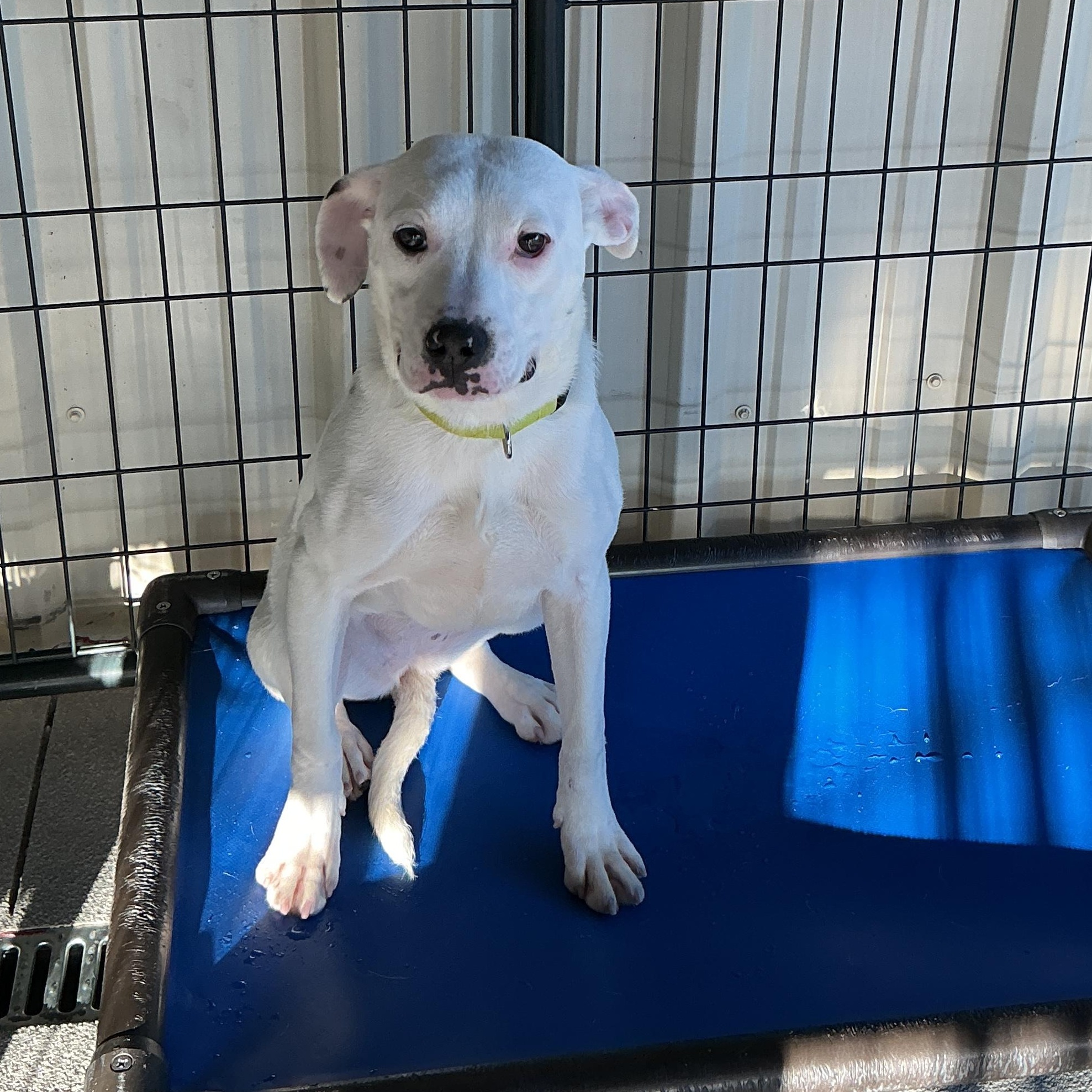 Enlarge Lilo, a ADOPTABLE mixed breed in thomson, GA image 2/3