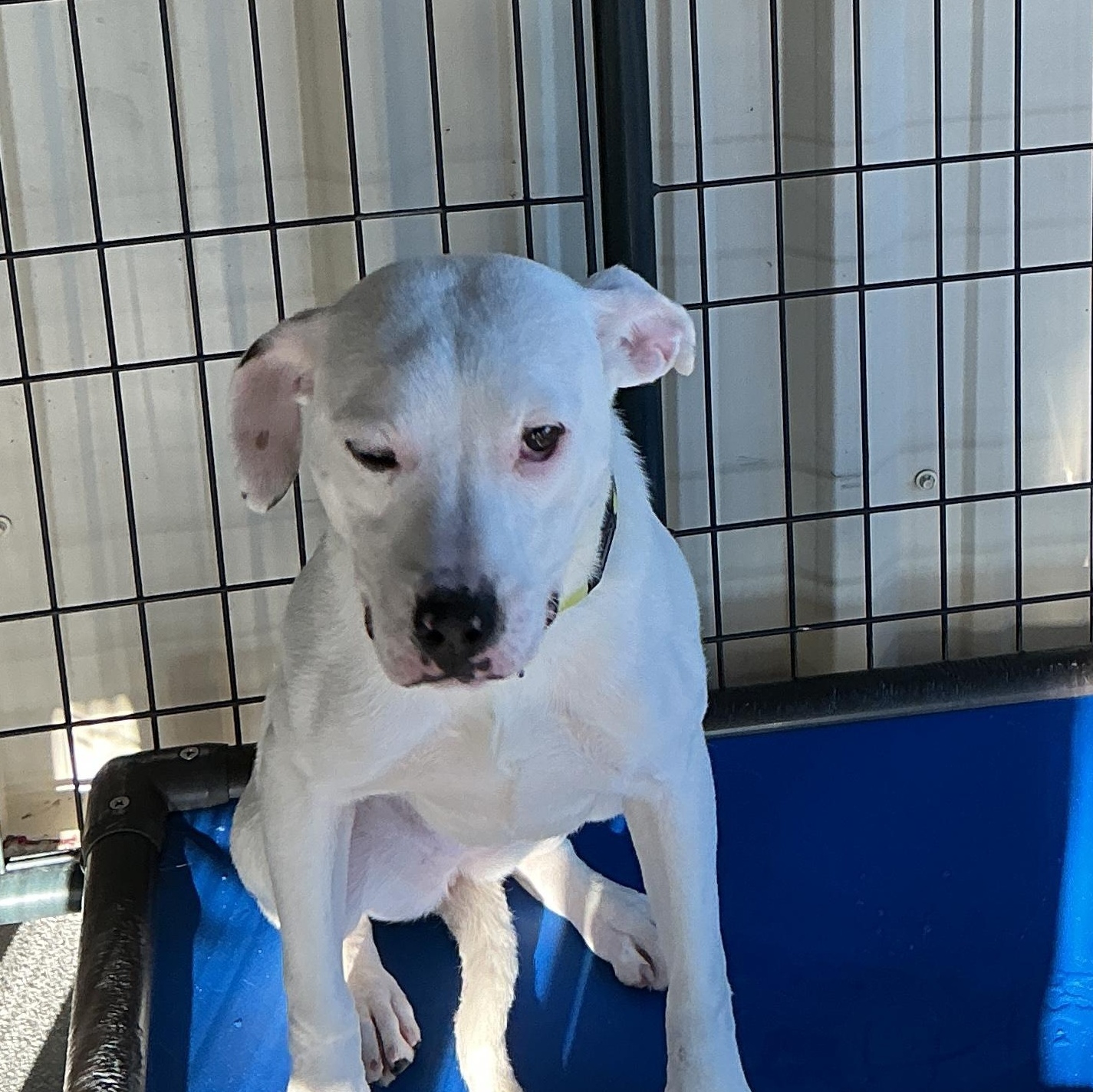 Enlarge Lilo, a ADOPTABLE mixed breed in thomson, GA image 3/3