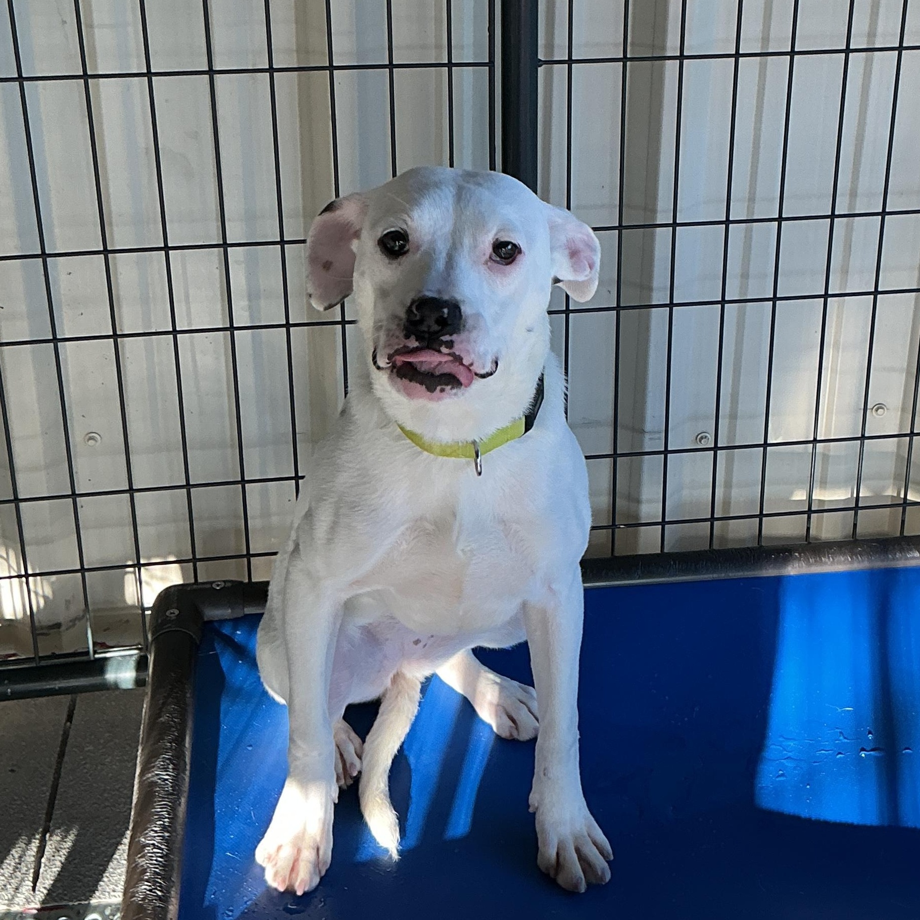 Enlarge Lilo, a ADOPTABLE mixed breed in thomson, GA image 1/3