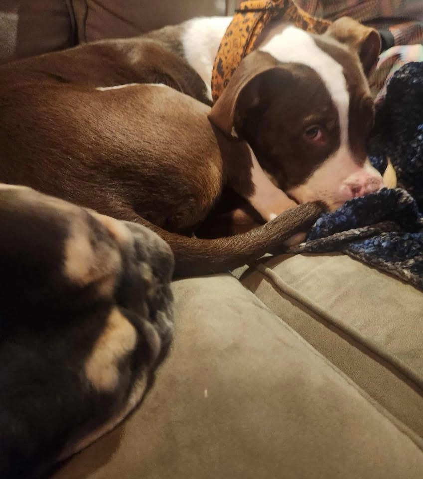 Soup, Adoptable, Young Male American Staffordshire Terrier.