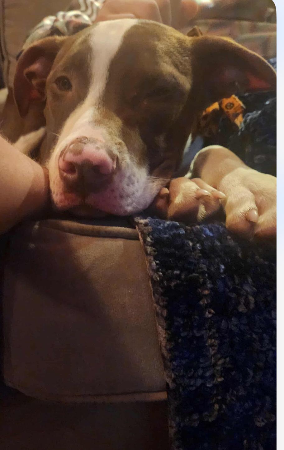 Enlarge Soup, a Adoptable mixed breed in GLEN MILLS, PA image 2/6