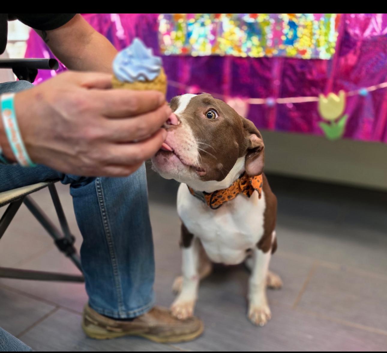 Enlarge Soup, a Adoptable mixed breed in GLEN MILLS, PA image 3/6