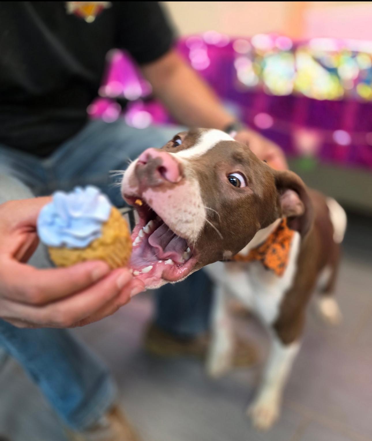 Enlarge Soup, a Adoptable mixed breed in GLEN MILLS, PA image 4/6