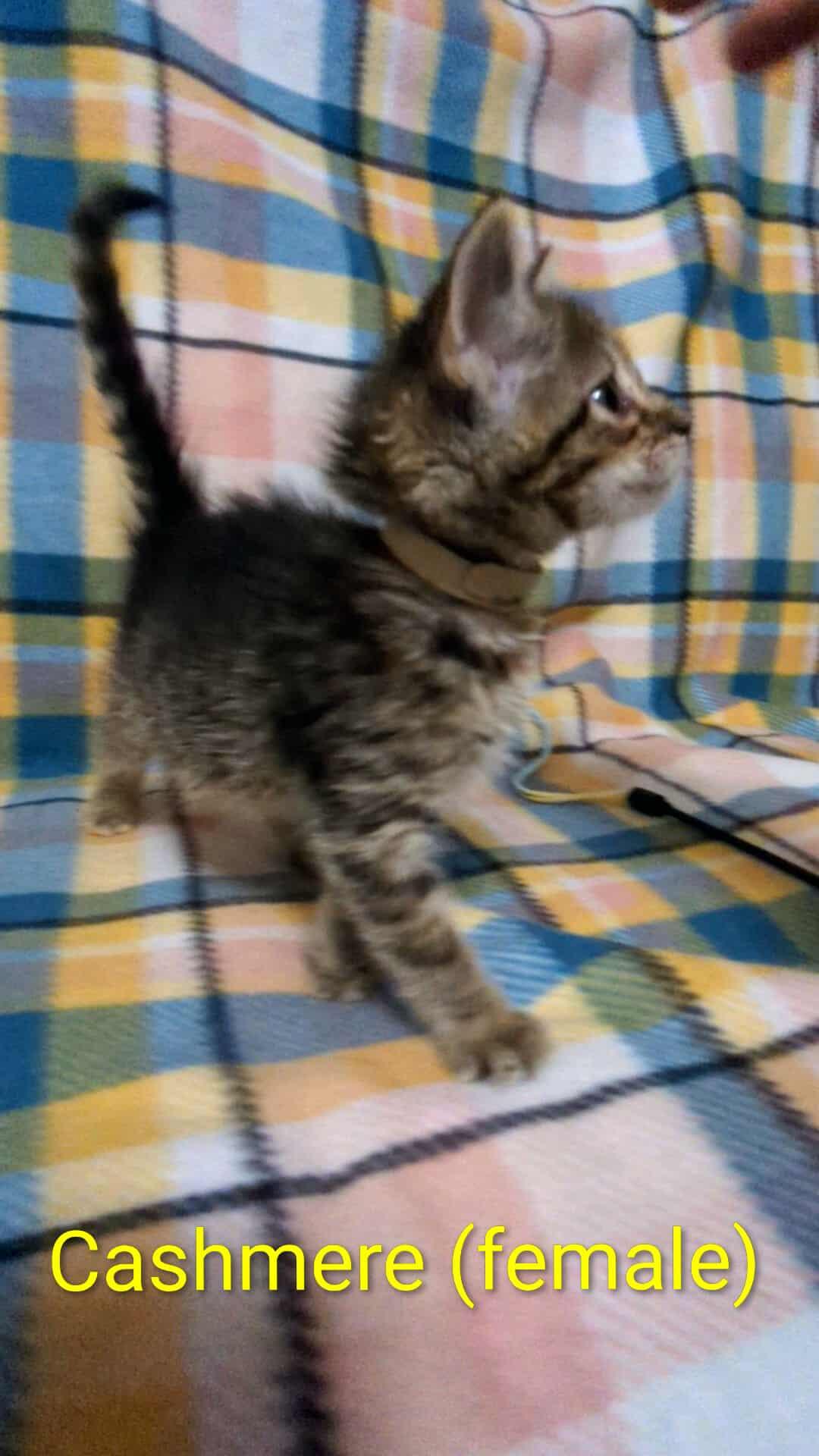 Cashmere, Adoptable, Kitten Female Domestic Short Hair.