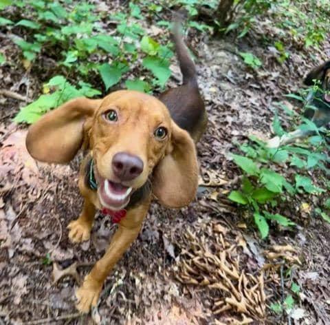 Poundcake and Lucy Charles, a Adoptable Beagle in Waldorf, MD image 2/5