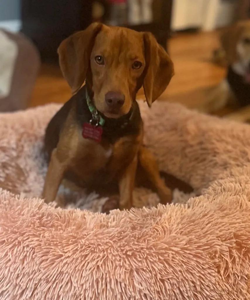 Poundcake and Lucy Charles, a Adoptable Beagle in Waldorf, MD image 3/5
