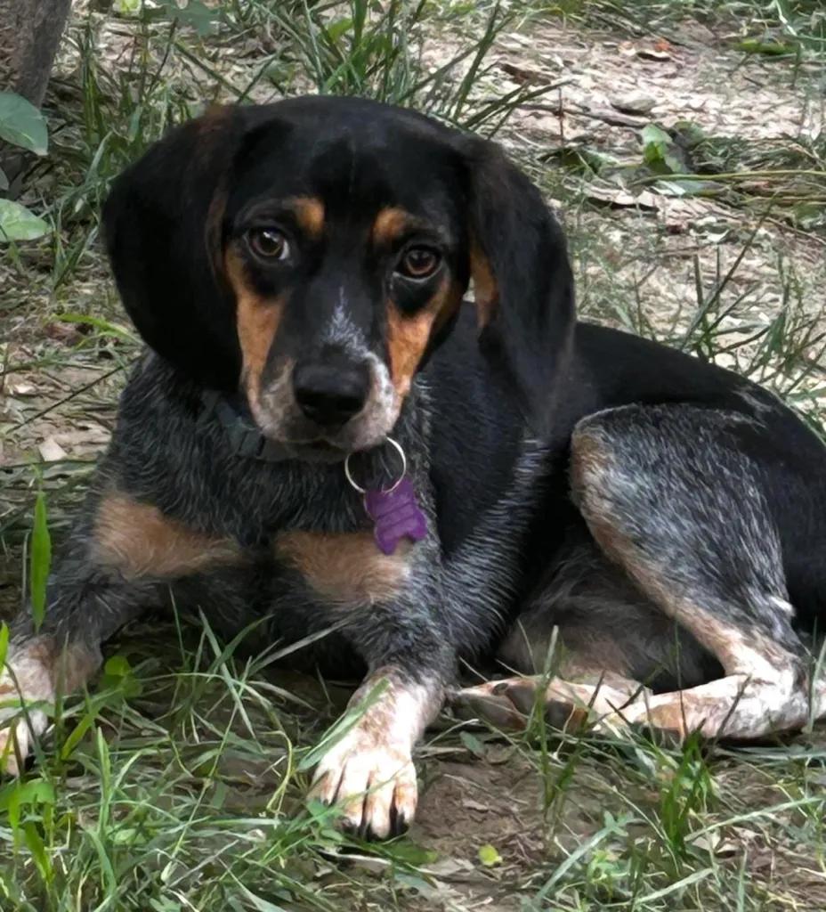 Poundcake and Lucy Charles, a Adoptable Beagle in Waldorf, MD image 4/5