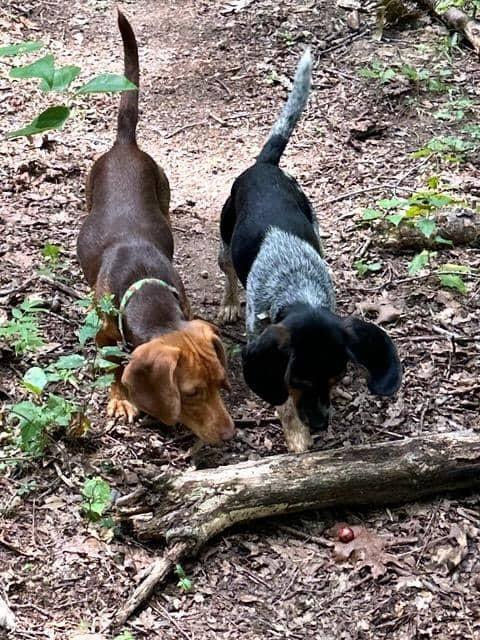 Poundcake and Lucy Charles, a Adoptable Beagle in Waldorf, MD image 5/5