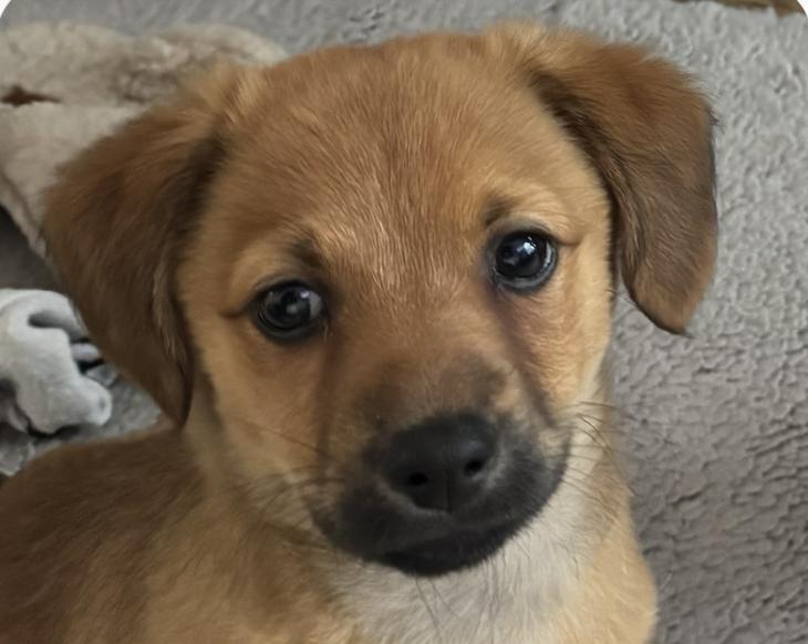 Enlarge Westbly, an adopted mixed breed in San Ramon, CA image 1/1