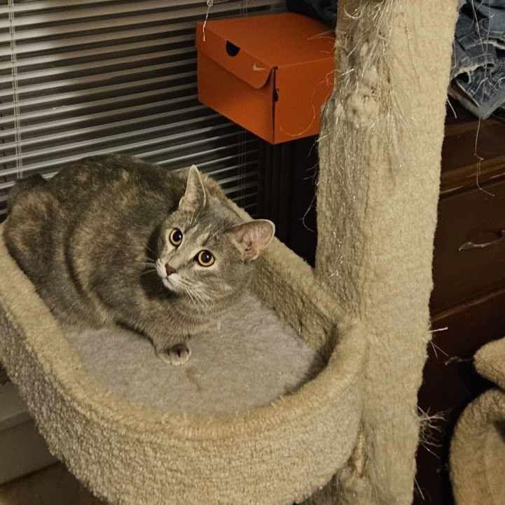 Enlarge C.J. -- DF, a Adoptable Domestic Short Hair in Council Bluffs, IA image 1/3