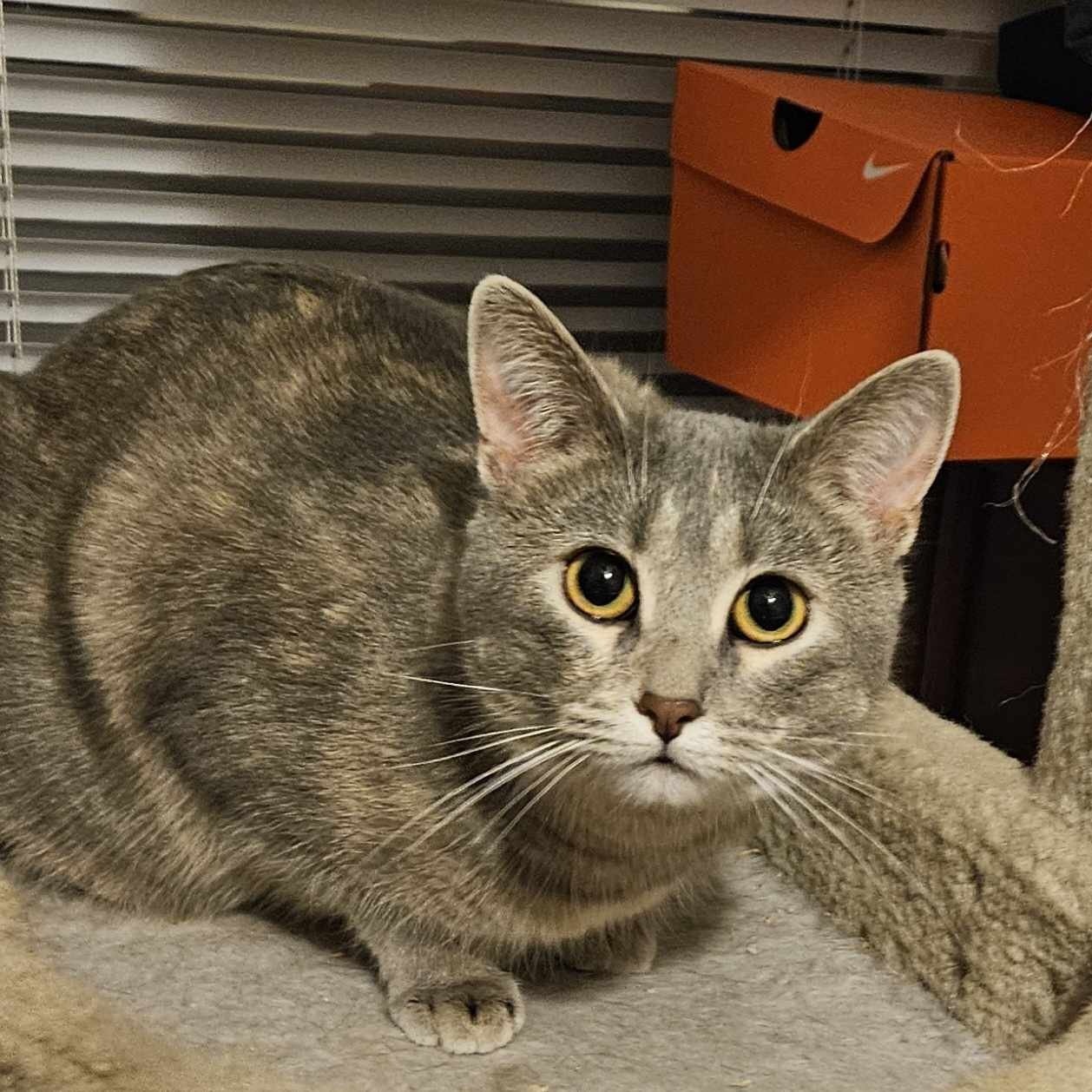 Enlarge C.J. DF, a Adoptable mixed breed in Council Bluffs, IA image 1/6