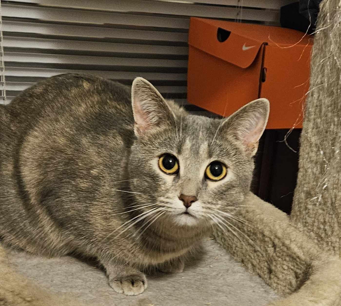Enlarge C.J. -- DF, a Adoptable Domestic Short Hair in Council Bluffs, IA image 2/3
