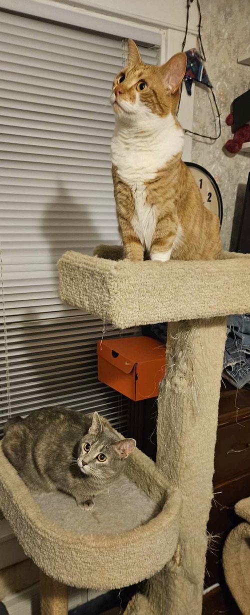 Enlarge C.J. -- DF, a Adoptable Domestic Short Hair in Council Bluffs, IA image 3/3