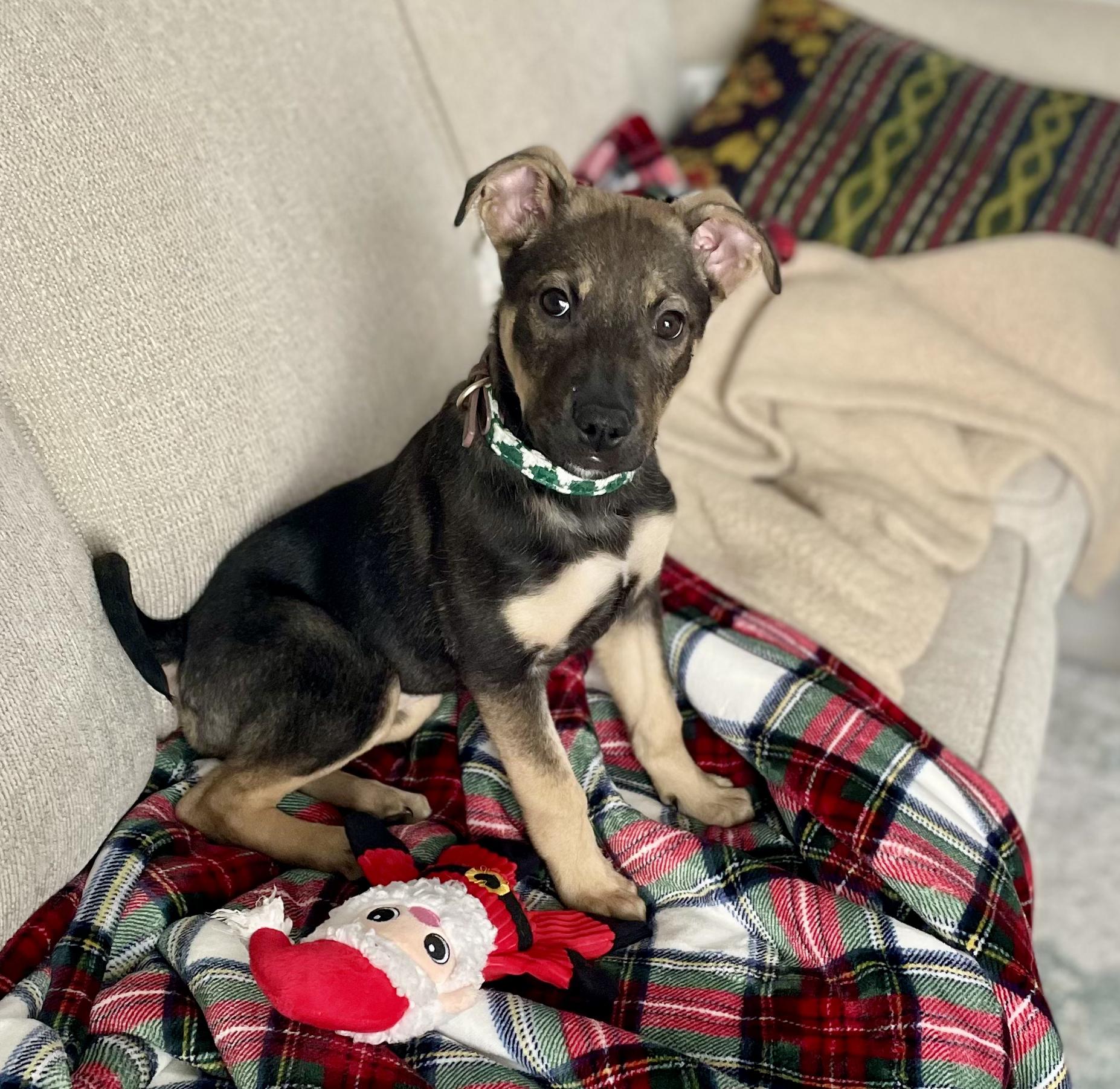 Enlarge Muffin, a ADOPTABLE mixed breed in Edmonton, AB image 2/3