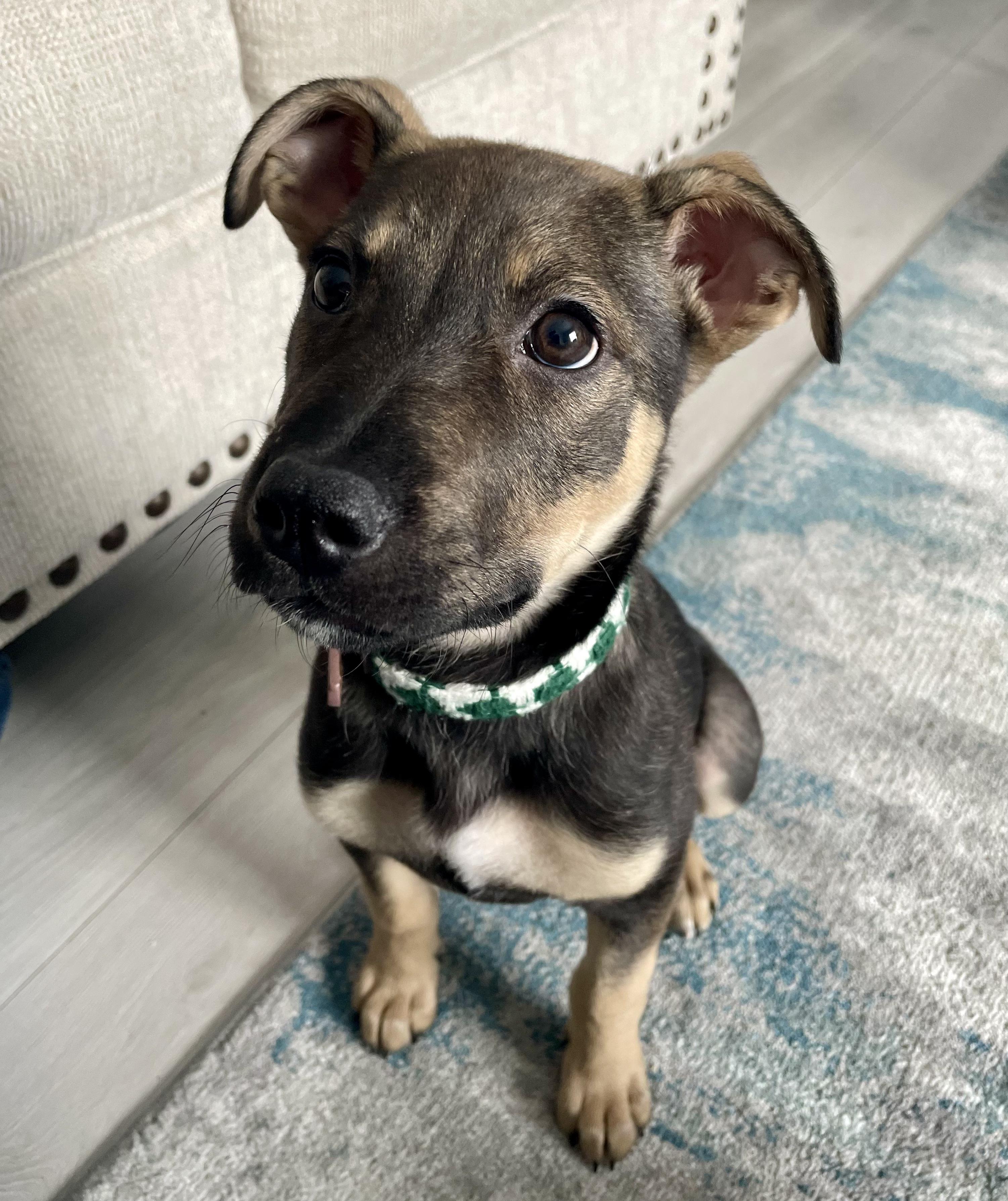 Enlarge Muffin, a ADOPTABLE mixed breed in Edmonton, AB image 1/3