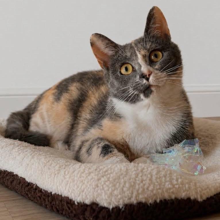Enlarge Sweetheart of the Seas, a Adoptable Domestic Short Hair in Fredericksburg, VA image 1/2