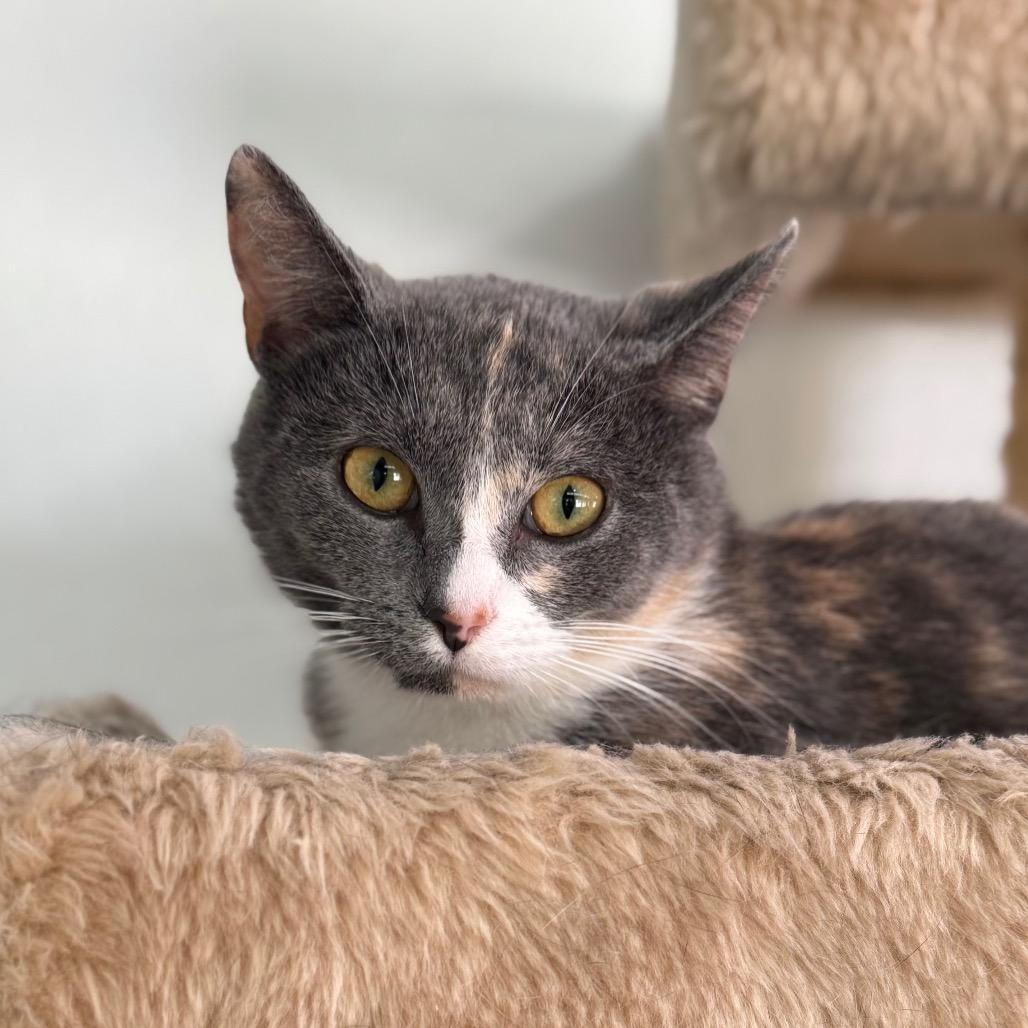 Enlarge Sweetheart of the Seas, a Adoptable Domestic Short Hair in Fredericksburg, VA image 1/1