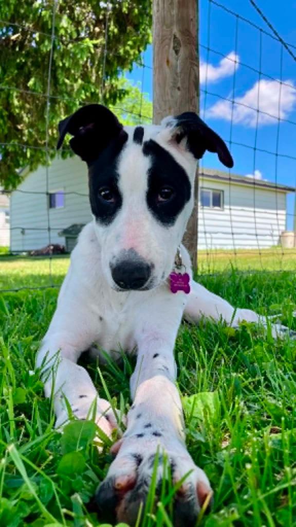 Enlarge Kylie, a Adoptable mixed breed in sun prairie, WI image 1/1