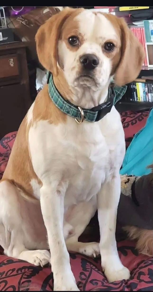 Enlarge Sammy, a ADOPTABLE mixed breed in Wappingers Falls, NY image 2/5