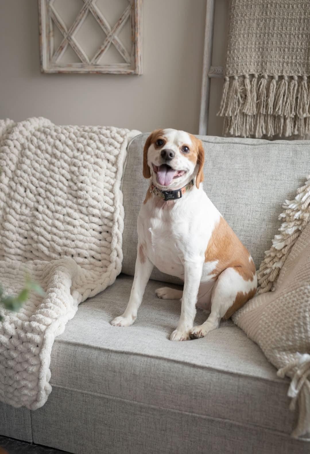 Enlarge Sammy, a ADOPTABLE mixed breed in Wappingers Falls, NY image 3/5