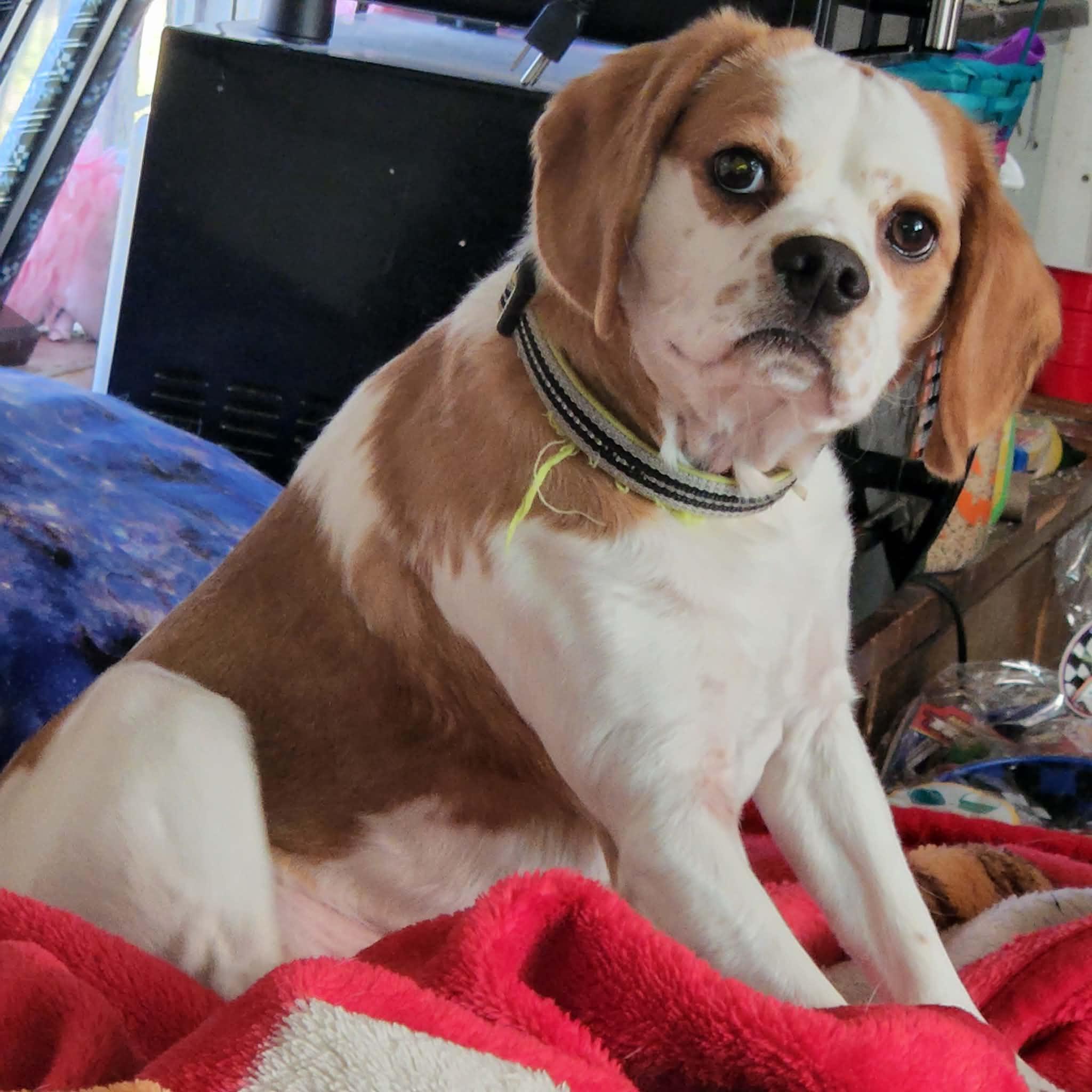 Enlarge Sammy, a ADOPTABLE mixed breed in Wappingers Falls, NY image 5/5