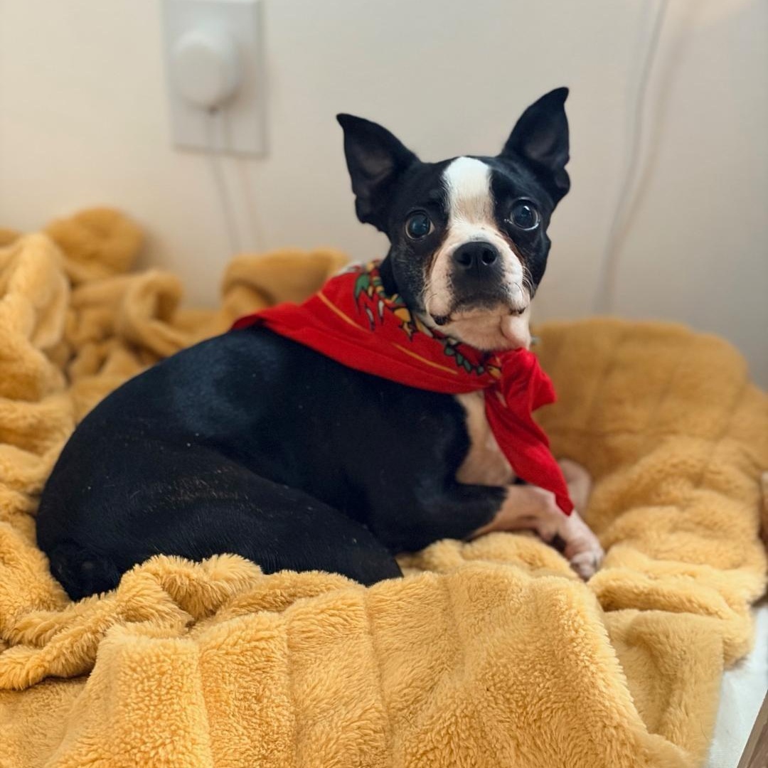 Joy in IA, ADOPTABLE, Adult Female Boston Terrier.