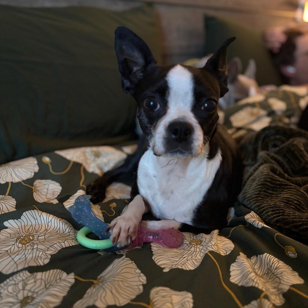 Joy in IA, a ADOPTABLE Boston Terrier in Elkhorn, NE image 3/6