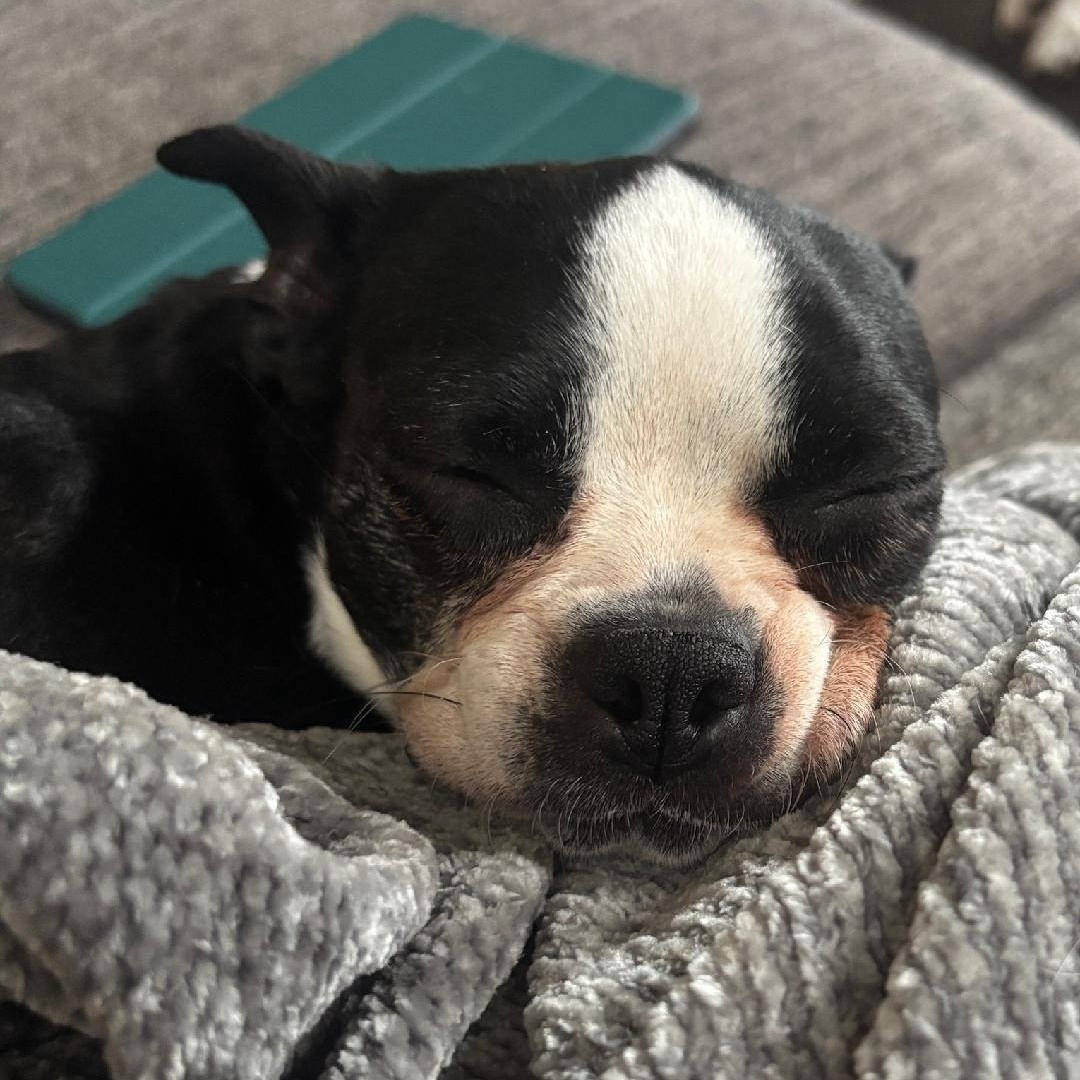 Joy in IA, a ADOPTABLE Boston Terrier in Elkhorn, NE image 6/6