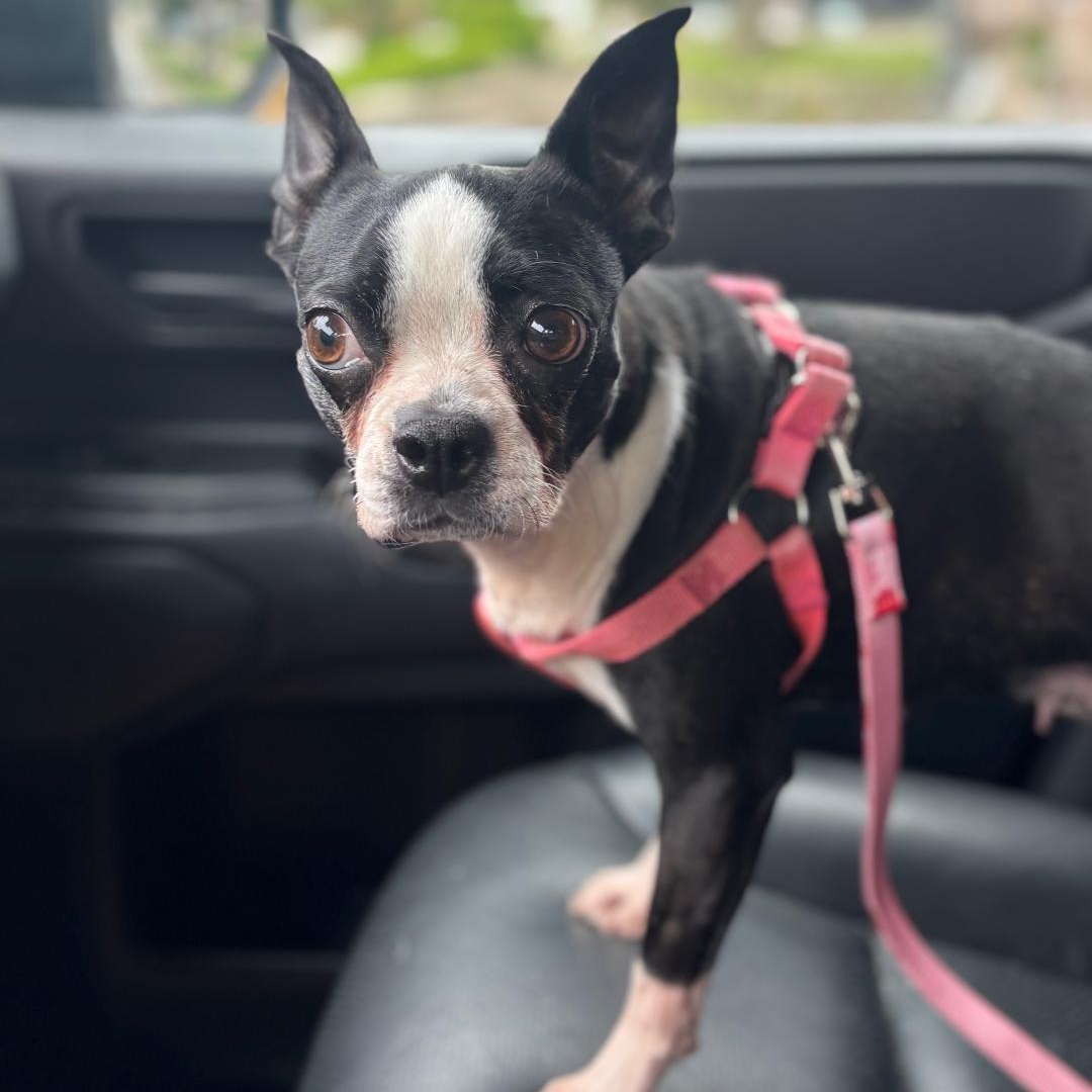 Joy in IA, a ADOPTABLE Boston Terrier in Elkhorn, NE image 4/6