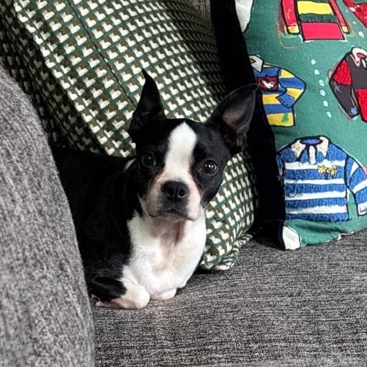 Joy in IA, a ADOPTABLE Boston Terrier in Elkhorn, NE image 5/6