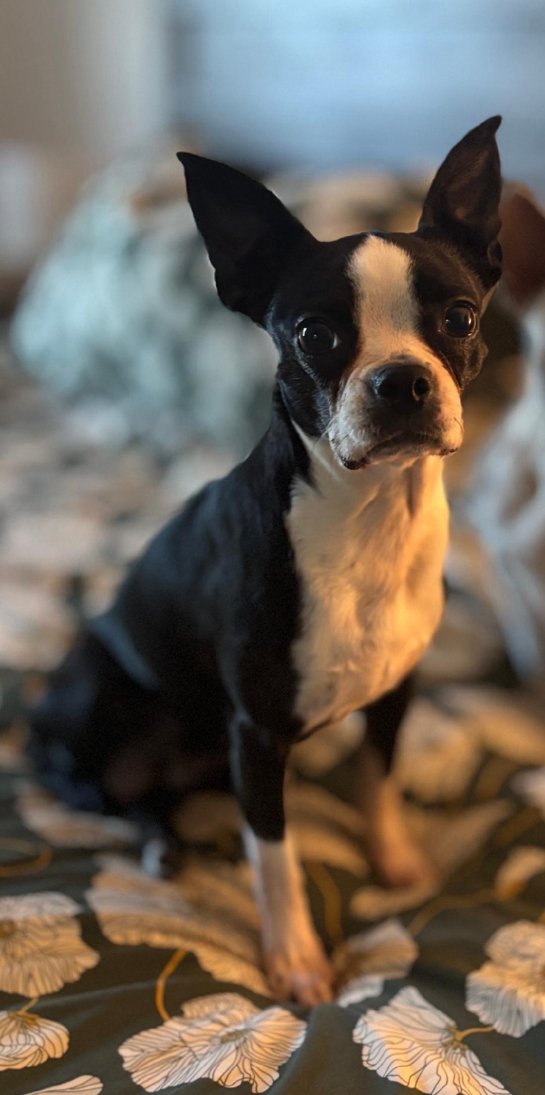 Joy in IA, a ADOPTABLE Boston Terrier in Elkhorn, NE image 2/6